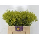 Alchemilla m Robustica - RCQ de Groot-Nw'hout