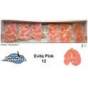 anthurium Evita Pink 12 - Jan van Velden &...