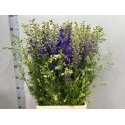 Consolida regalis 'Qis Dark Blue' -...