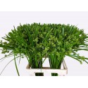 Cyperus 70 - Kwekerij van Zeil