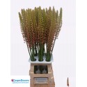 EREMURUS cleopatra9060 - CooperFlowers.nl