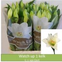 LI Watch Up - C.J. van Oort