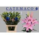 lilium CATEMACO - Frans Maalman BV