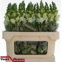 muflier Potomac Ivory blanc - Voort Flowers