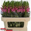 muflier Potomac Pink - Voort Flowers