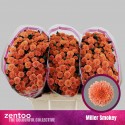 santini MILLER SMOKEY - Zentoo