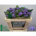 Ageratum blue horizon - Green Valley Garden