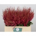 Astilbe arendsii else schluck -...