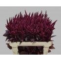 Amaranthus velvet - Leeuwen, P. Van