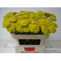 Achillea filipendulina 'Parker's Variety'...