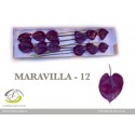 anthurium MARAVILLA - Anthogether Spek...
