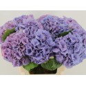 hortensia M CH CASSANOVA - Bibo Flowers