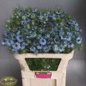 Nigella dam art blue tak - Teunis Aleman