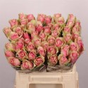 R GR BELLE ROSE - Lolomarik / Fresco