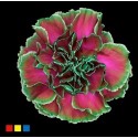 DIANTHUS ST HAPPY CHERRIES - .