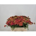 Achillea Paprika lengte 55 fust 588 -...