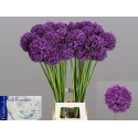 Allium dark knight - Hkw. R. Beentjes