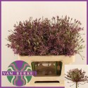 ALLIUM SPIDER - J.M. van Berkel BV