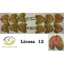 anthurium LICOSA - Anthogether Oosterzon