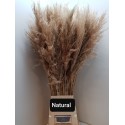 Cortaderia Natural - Pacific Floral BV