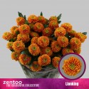 deco LIONKING - Zentoo