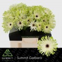 GE KV PASTINI ARONA - Summit Zuidplas