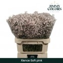 GYPS KLB H% ROSE - Jimmy Colors BV