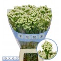 STATICE Starlight Wings - Fers Flowers