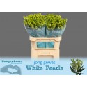 ALST FL blanc PEARLS - .