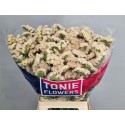 statice APRI SUN BIRDS - TONIE Flowers