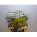 GYPS PA XLENCE - Ole Engai Growers