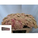 ACHILLEA ALachschonheit - Kwekerij Meer en...