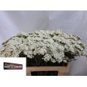 ACHILLEA blanc - Kwekerij Meer en drecht