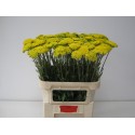 Achillea filipendulina 'Parker's Variety'...
