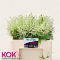 Astilbe Washington 55 - Kok Astilbe...