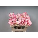 calla BLUSHING LADY - KALLALAND