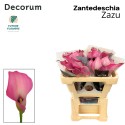 calla ZAZU - Future Flowers