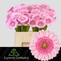 germini ANDRINA - Summit Den Houter Gerbera