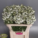 Nigella dam art blanc tak - Teunis Aleman