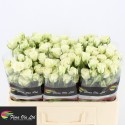 Roos Tros Snowflake - Flora Ola Ltd.