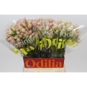 SERR AYOBA SAT STAR - Odilia