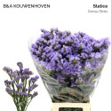 statice donau bleu Birds - B & A...
