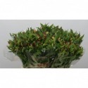 Alstro varies - Knol e.a., Ma Siem