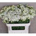 Achillea millefolium crÃ¨me prefection -...