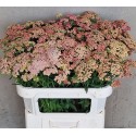 Achillea millefolium orange dream - Mts...