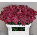 Achillea millefolium Velvet dream - Mts...