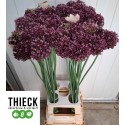 Allium Purple Mystery 80cm - Thieck Sierteelt