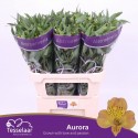 ALSTR AURORA - H.M. Tesselaar