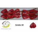 anthurium CERATO - Anthogether Spek Flowers