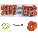 anthurium TERRASOL - Anthogether Wijnen